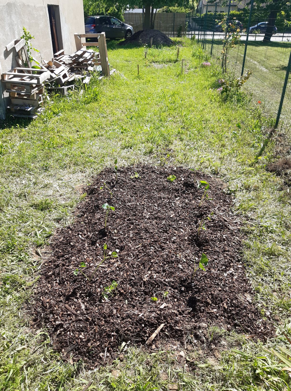 planche-haricots-et-persil-tm